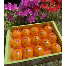 감성농부 청정제주 고당도 카라향 천혜향 레드향 가정용 선물용 3kg 5kg, 5kg 선물용 (중대과 26-30과), 1개