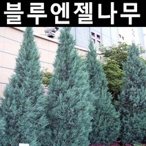 블루엔젤 삽목2년 포트 1개/나무 묘목/상록수/조경용