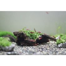 모스볼 미니유목활착 새우은신처 새우놀이터