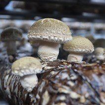 dbfresh 송이표고버섯 500g 송화고버섯 당일수확 농장직송, 1개, 05.송이표고 [알뜰형] 500g