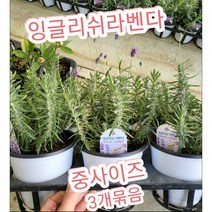 잉글리쉬라벤다-중-3개묶음/영국에서 가장 많이 식재되는 잉글리쉬 라벤더(English Lavender)