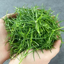 국내산 신선한 세발나물 갯나물 4kg내외, 1box, 세발나물 4kg내외