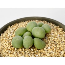 미누툼(Conophytum minutum) 3년생 - 코노피튬 미누튬 소형 완두콩 희귀다육 식물 분홍꽃