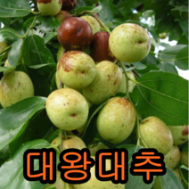 대왕대추나무 접목1년 1그루+청매실 접목1년 1그루 나무 묘목 나무판매 묘목판매