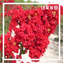 내꽃농원 배롱나무(레드로켓) R2~3cm 화분