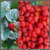 산딸기나무 산딸기묘목 산딸기나무묘목 딸기나무 슈퍼산딸기2년생