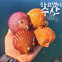 KG Fresh 통영 고성 산지직송 홍가리비 생굴 석화 하프셀 조개구이 조개찜 캠핑, 07. 석화 10kg