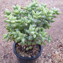 [수암다육] 언성 랜덤발송 Crassula rupestris 랜덤발송 다육 다육이 다육식물 318