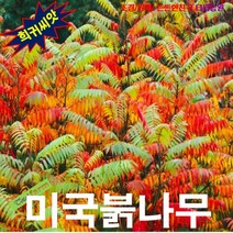 (나무씨앗) 미국붉나무(글라브라붉나무) 5립