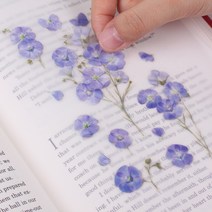 압화스티커 팬시 다꾸 폰꾸 스티커 아마꽃 꽃스티커 압화책갈피 꾸미기