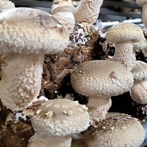 산지직송 국내산 송향 송고 송화 송화고 버섯 가정용 선물용, 1kg(고급형)