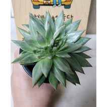 [룰루랄라다육][랜덤]다육식물 마리아금철화, 1개