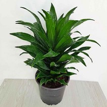 콤펙타(중) 콤팩타키우기 먼지정화에 탁월한 실내공기_1222EA, 본상품선택