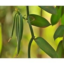 미국직구 박토 향료 - 탄자니아산 바닐라 원두 10개 바닐라 플라니폴리아, 수량, 상세참조