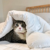 고양이 강아지 털안붙는 먼지없는 알러지케어 차렵이불