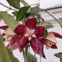 오!플랜트 (한정특가)호야 임페리얼 대품(꽃대) 희귀호야 행잉플랜트 키우기쉬운식물, 1개