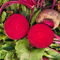 맛있는 레드비트 2kg 5kg 10kg 20kg 알비트 햇비트 생비트 야채 채소 농장, 상 2kg