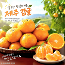 훈이네농장 제주 햇 노지감귤 귤 5kg 10kg 유라실생, 1박스, 제주 노지감귤 10kg 로얄과(S/M과) 상품 이미지