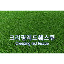 양잔디 씨앗 크리핑레드훼스큐 3kg 약36평 법면녹화 경사면녹화 잔디씨