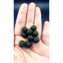 마리모 1cm 1개 [체리새우/crs새우/생이새우키우기] 애완관상용새우놀이터