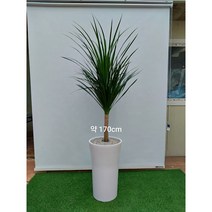 [한정특가 오투트리]대형 화분 당일무료배송 축하선물 개업선물 이사선물 승진선물 플랜테리어 실내공기정화식물 13종, 11.드라코(170cm)
