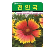 SN월드 야생화 씨앗 꽃씨앗 모음, 야생화 - 천인국(100립)