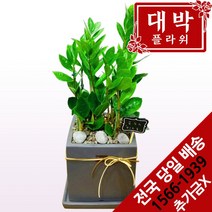 대박플라워 금전수(돈나무) 개업화분 집들이선물 실내인테리어 공기정화식물 관엽식물