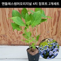 수국 엔들레스썸머오리지널 4치 장포트 2개 세트 정원수국 파랑수국 분홍수국 묘목 화분