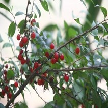 [∂LL7] 이스라지 3년생 H0.6-0.8 (산앵두) 정원묘목 조경용나무 꽃나무 가꾸기 정원수_h§eEA, §본상품§e