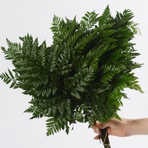 [로즈온리] 노무라 7줄기 한단 생화택배