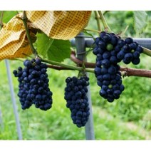 묘목/ 개량머루 (삽목3년 결실주) (N0095)