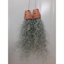 토분 수염틸란드시아/인테리어, 1개