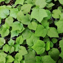 금화규모종 10주(10포기), 10개