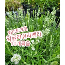 잉글리쉬라벤다 크림화이트 10개묶음/한정품목으로 조기마감될수 있어요