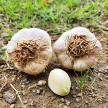 강진 홍산마늘 햇마늘 통마늘 식용 종자용 2kg, 홍산마늘 종자용(중) 2kg