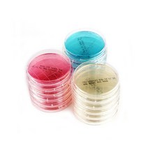 (밥풀)세균배양배지(대장균), 151663A - Pack 10ea