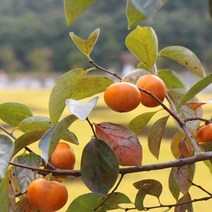 창원 단감 5kg, 단품, 단품