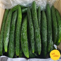 [구씨아줌마] 국내산 못난이 가시오이 업소용 가정용 가성비상품 5kg 10kg, 못난이 가시오이 5kg, 1개