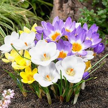 크로커스 추식구근 키우기 5개묶음, 02. 크로커스 프린스클로스(5개)