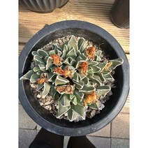 [해와달다육] 미파 다육이, 1개