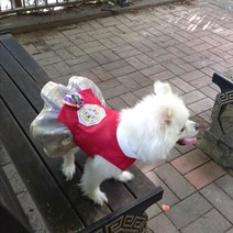 [옷입는 강아지] 핸드메이드 강아지 한복 (여아 당의 한복 물세탁 가능) 대구 강아지옷