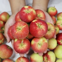 영천 산지직송 꼬마사과 애기사과 미니사과 루비에스 1kg 2kg, 영천 미니사과 루비에스 왕특 2kg, 1박스