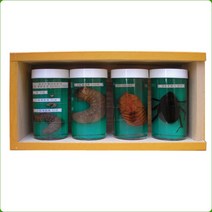 장수풍뎅이의한살이