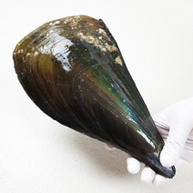 생물 활 키조개 1개 산소포장, 25~30cm(중대), 1마리