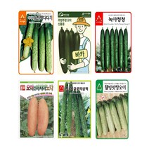 팜스마켓 오이씨앗 종자 노각오이 가시오이 미니오이 오이씨 50립, 3.녹야청청오이 40립