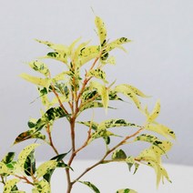 사파리벤자민 힐벤자민 무늬벤자민 식물 모종 마이플랜트, 소품