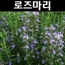 로즈마리 다년생 허브 5치포트 1개/야생화