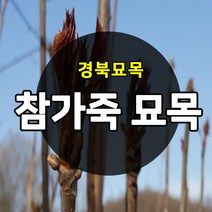 [경북농원] 참가죽나무묘목 1년생 (약용수)
