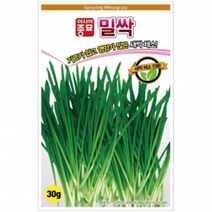 아시아종묘 새싹씨앗 밀싹(1kg)