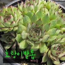 허브여울다육 호랑이발톱바위솔 지름 9cm 소품화분, 1개